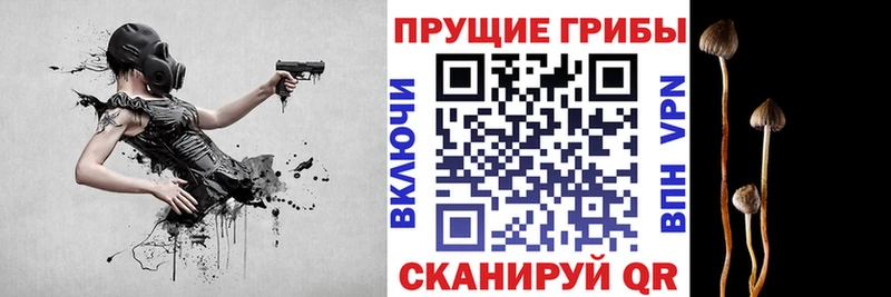 купить наркотики сайты  Починок  Псилоцибиновые грибы Psilocybe 